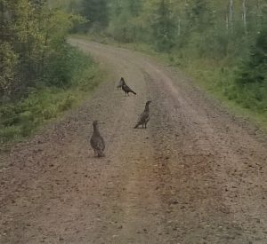 Tjädertupp med sina hönor